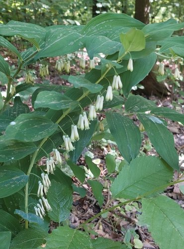 KOKOŘÍK MNOHOKVĚTÝ (Polygonatum multiflorum) FOTO: Marta Knauerová