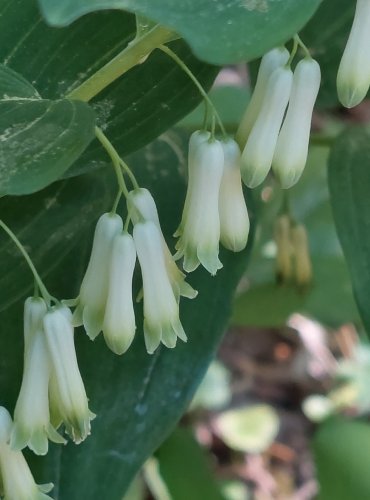 KOKOŘÍK MNOHOKVĚTÝ (Polygonatum multiflorum) FOTO: Marta Knauerová