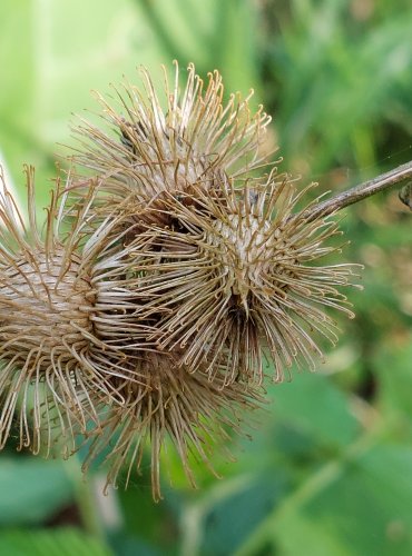 LOPUCH MENŠÍ (Arctium minus) ZRALÉ PLODENSTVÍ – FOTO: Marta Knauerová