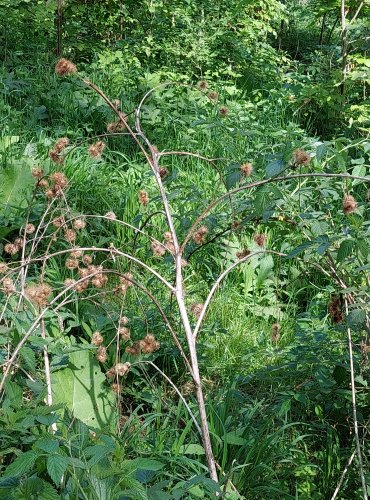 LOPUCH MENŠÍ (Arctium minus) LOŇSKÁ SUCHÁ ROSTLINA SE ZRALÝM PLODENSTVÍM – FOTO: Marta Knauerová