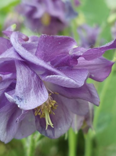 ORLÍČEK OBECNÝ (Aquilegia vulgaris) FOTO: Marta Knauerová