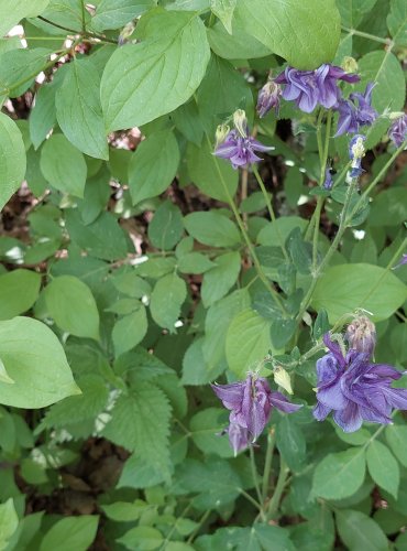 ORLÍČEK OBECNÝ (Aquilegia vulgaris) FOTO: Marta Knauerová