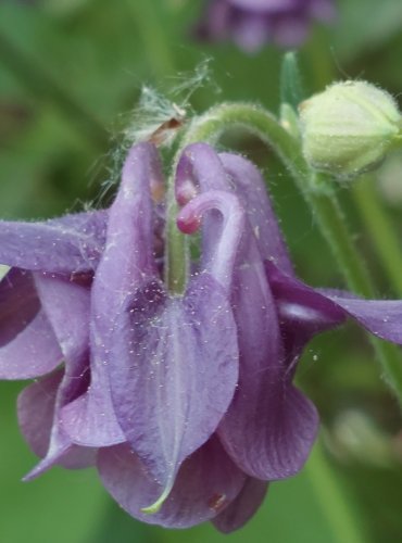 ORLÍČEK OBECNÝ (Aquilegia vulgaris) FOTO: Marta Knauerová