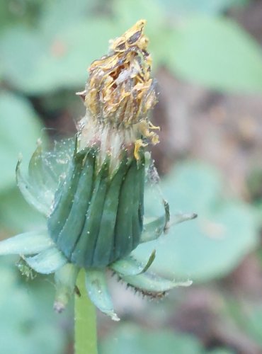 PAMPELIŠKA LÉKAŘSKÁ (Taraxacum officinale) – NEZRALÉ PLODENSTVÍ – FOTO: Marta Knauerová