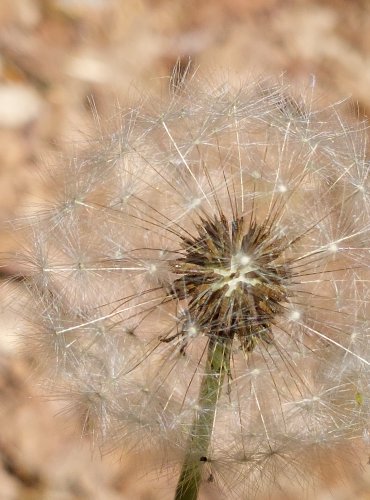 PAMPELIŠKA LÉKAŘSKÁ (Taraxacum officinale) – ZRALÉ PLODENSTVÍ – FOTO: Marta Knauerová