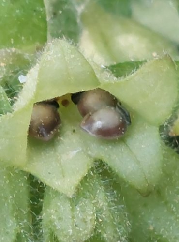 PLICNÍK LÉKAŘSKÝ (Pulmonaria officinalis) – NEZRALÉ PLODENSTVÍ – FOTO: Marta Knauerová
