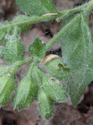 PLICNÍK LÉKAŘSKÝ (Pulmonaria officinalis) – NEZRALÉ PLODENSTVÍ – FOTO: Marta Knauerová
