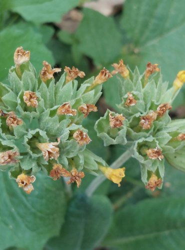 PRVOSENKA JARNÍ (Primula veris) – NEZRALÉ PLODENSTVÍ – FOTO: Marta Knauerová