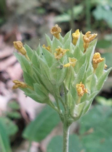 PRVOSENKA JARNÍ (Primula veris) – NEZRALÉ PLODENSTVÍ – FOTO: Marta Knauerová