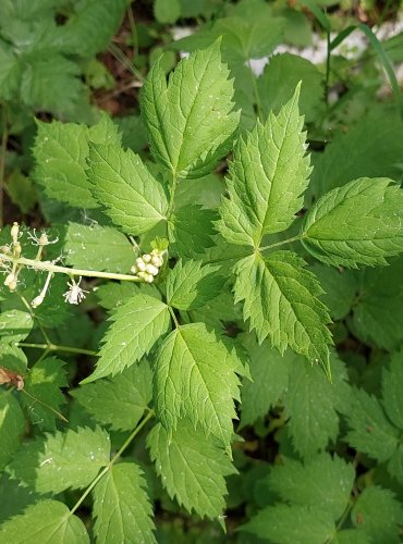 SAMOROSTLÍK KLASNATÝ (Actaea spicata) – NEZRALÉ PLODENSTVÍ – FOTO: Marta Knauerová

