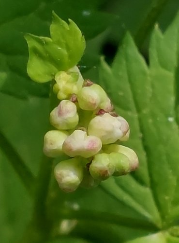 SAMOROSTLÍK KLASNATÝ (Actaea spicata) – NEZRALÉ PLODENSTVÍ – FOTO: Marta Knauerová

