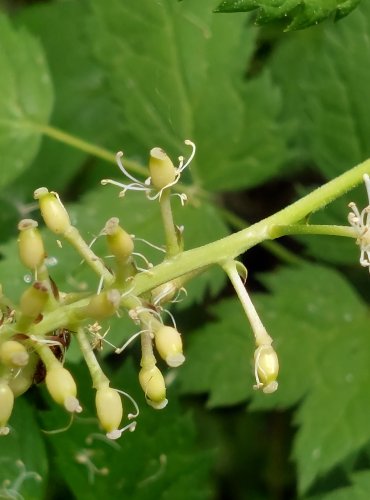 SAMOROSTLÍK KLASNATÝ (Actaea spicata) – NEZRALÉ PLODENSTVÍ – FOTO: Marta Knauerová

