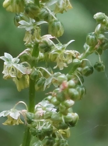 ŠŤOVÍK KYSELÝ (Rumex acetosa) – NEZRALÉ PLODENSTVÍ – FOTO: Marta Knauerová