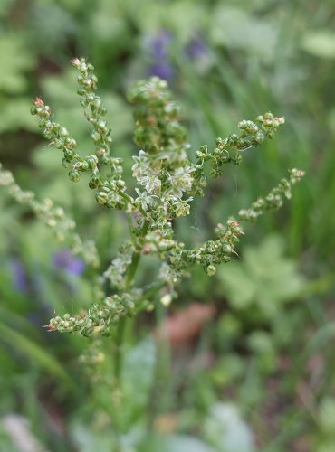 ŠŤOVÍK KYSELÝ (Rumex acetosa) – NEZRALÉ PLODENSTVÍ – FOTO: Marta Knauerová