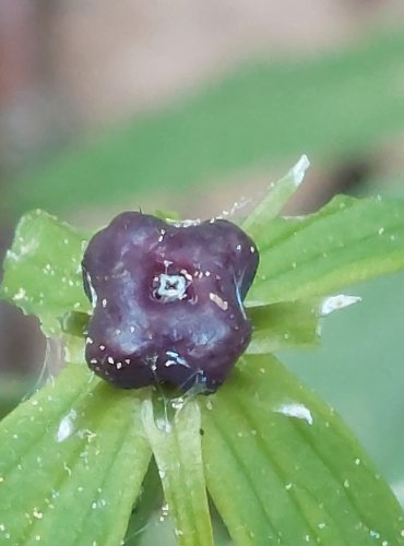 VRANÍ OKO ČTYŘLISTÉ (Paris quadrifolia) – NEZRALÉ PLODENSTVÍ – FOTO: Marta Knauerová
