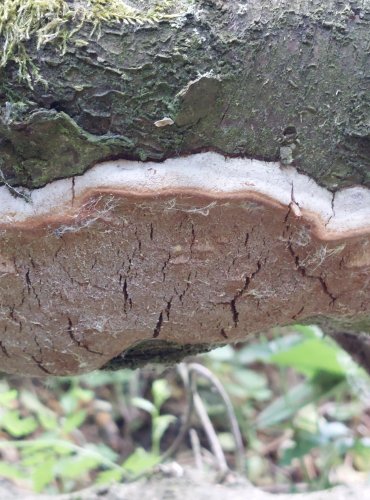 OHŇOVEC OVOCNÝ (Phellinus pomaceus) FOTO: Marta Knauerová