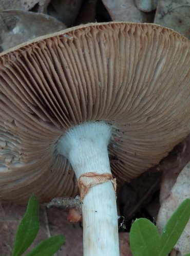 POLNIČKA RANÁ (Agrocybe praecox) FOTO: Marta Knauerová