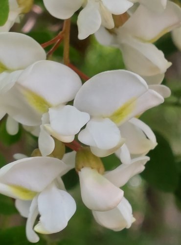 TRNOVNÍK AKÁT (Robinia psudoacacia) FOTO: Marta Knauerová