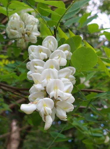 TRNOVNÍK AKÁT (Robinia psudoacacia) FOTO: Marta Knauerová