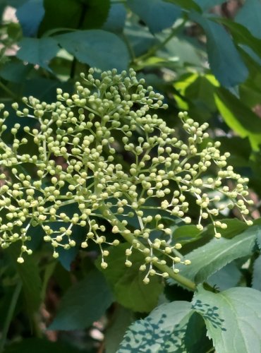 BEZ ČERNÝ (Sambucus nigra) NEZRALÉ PLODENSTVÍ – FOTO: Marta Knauerová