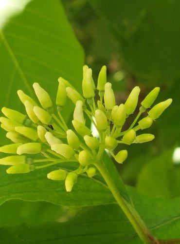 SVÍDA KRVAVÁ (Cornus sanguinea) FOTO: Marta Knauerová