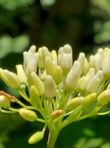 SVÍDA KRVAVÁ (Cornus sanguinea) FOTO: Marta Knauerová