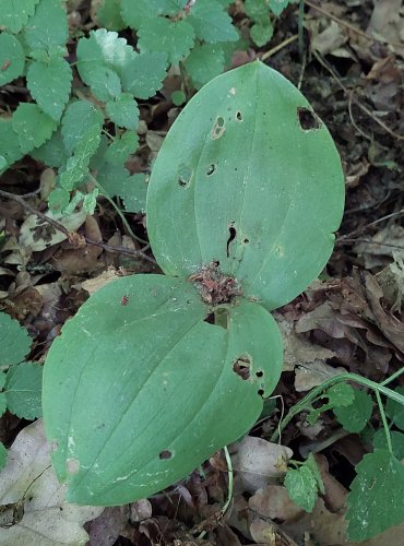 BRADÁČEK VEJČITÝ (Listera ovata) –  chráněn v kategorii C4a, vzácnější druh –  FOTO: Marta Knauerová
