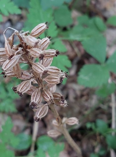 HLÍSTNÍK HNÍZDÁK (Neottia nidus-avis) – ZRALÉ PLODENSTVÍ –  chráněn v kategorii C4a, vzácnější druh –  FOTO: Marta Knauerová