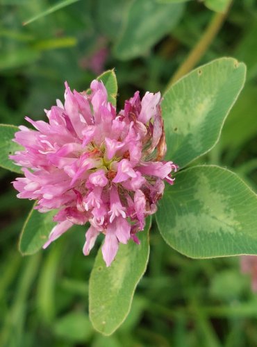 JETEL LUČNÍ (Trifolium pratense) FOTO: Marta Knauerová