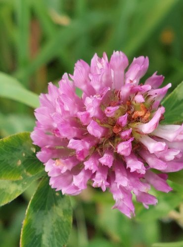 JETEL LUČNÍ (Trifolium pratense) FOTO: Marta Knauerová