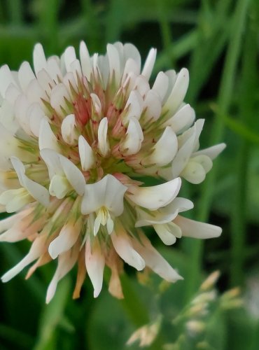 JETEL PLAZIVÝ (Trifolium repens) FOTO: Marta Knauerová