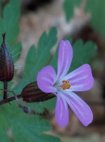 KAKOST SMRDUTÝ (Geranium robertianum) FOTO: Marta Knauerová