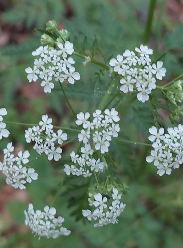 KERBLÍK LESNÍ (Anthriscus sylvestris) FOTO: Marta Knauerová