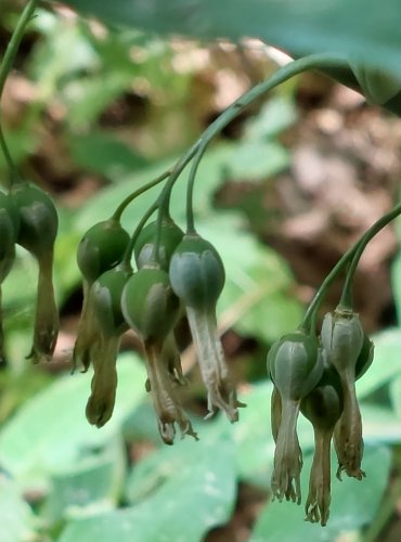 KOKOŘÍK MNOHOKVĚTÝ (Polygonatum multiflorum) NEZRALÉ PLODENSTVÍ – FOTO: Marta Knauerová