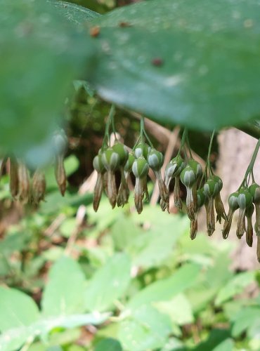 KOKOŘÍK MNOHOKVĚTÝ (Polygonatum multiflorum) NEZRALÉ PLODENSTVÍ – FOTO: Marta Knauerová