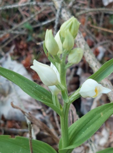 OKROTICE BÍLÁ (Cephalanthera damasonium) C3 – ohrožený druh – FOTO: Marta Knauerová, 2022