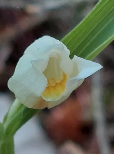 OKROTICE BÍLÁ (Cephalanthera damasonium) C3 – ohrožený druh – FOTO: Marta Knauerová, 2022