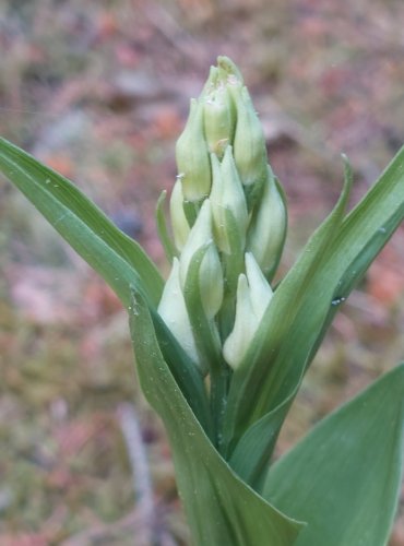 OKROTICE BÍLÁ (Cephalanthera damasonium) C3 – ohrožený druh – FOTO: Marta Knauerová, 2022