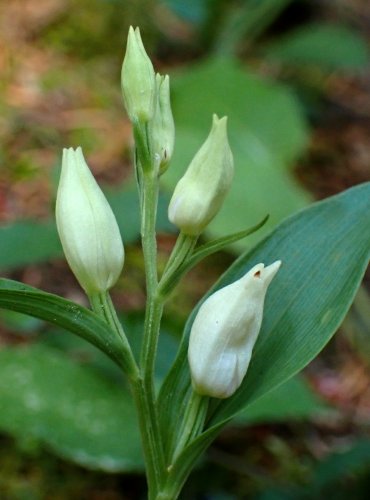 OKROTICE BÍLÁ (Cephalanthera damasonium) C3 – ohrožený druh – FOTO: Petr Mužák, 2022