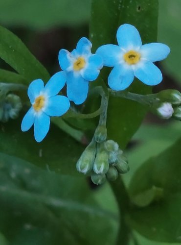 POMNĚNKA BAHENNÍ (Myosotis palustris) FOTO: Marta Knauerová