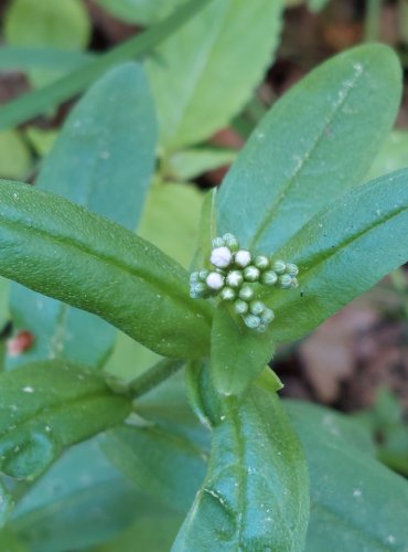 POMNĚNKA BAHENNÍ (Myosotis palustris) FOTO: Marta Knauerová