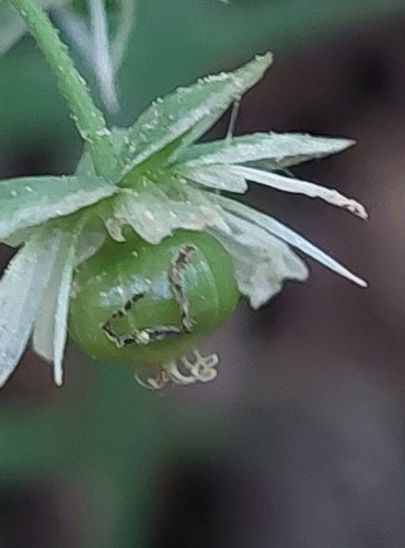 PTAČINEC VELKOKVĚTÝ (Stellaria holostea) NEZRALÉ PLODENSTVÍ – FOTO: Marta Knauerová