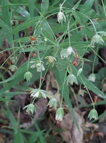 PTAČINEC VELKOKVĚTÝ (Stellaria holostea) NEZRALÉ PLODENSTVÍ – FOTO: Marta Knauerová