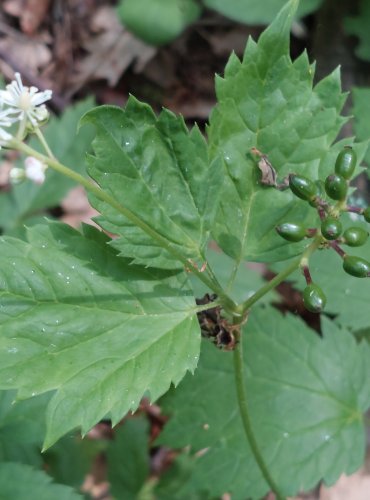 SAMOROSTLÍK KLASNATÝ (Actaea spicata) –KVĚT A NEZRALÉ PLODENSTVÍ – FOTO: Marta Knauerová