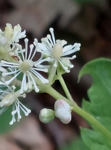 SAMOROSTLÍK KLASNATÝ (Actaea spicata) – FOTO: Marta Knauerová