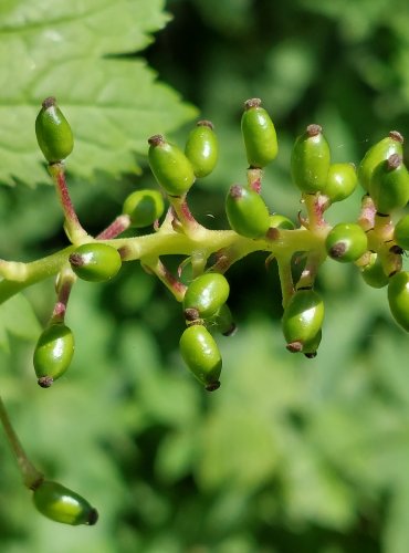 SAMOROSTLÍK KLASNATÝ (Actaea spicata) – NEZRALÉ PLODENSTVÍ – FOTO: Marta Knauerová