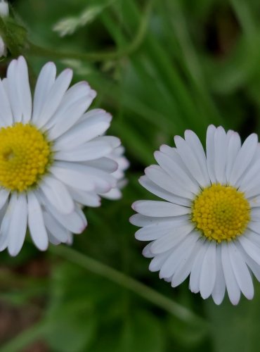 SEDMIKRÁSKA CHUDOBKA (Bellis perennis) FOTO: Marta Knauerová