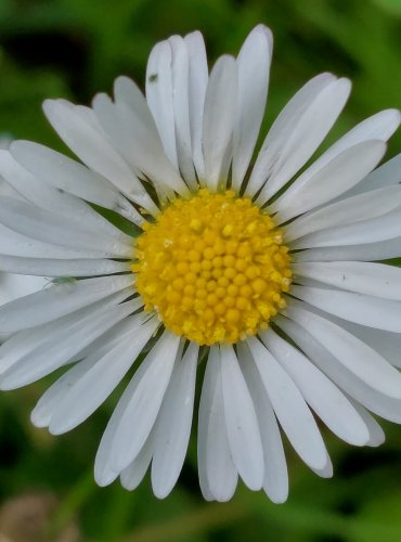 SEDMIKRÁSKA CHUDOBKA (Bellis perennis) FOTO: Marta Knauerová