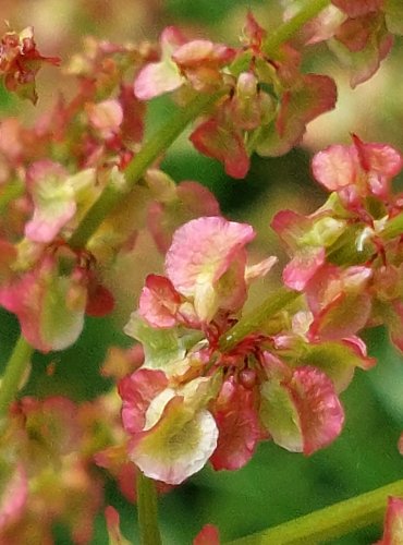 ŠŤOVÍK KYSELÝ (Rumex acetosa) – NEZRALÉ PLODENSTVÍ – FOTO: Marta Knauerová