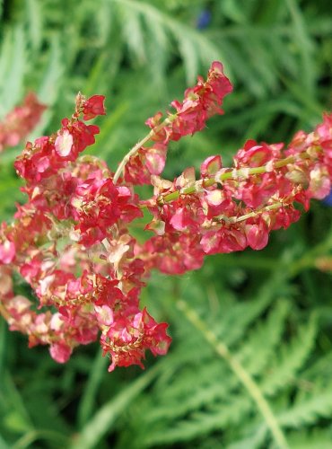 ŠŤOVÍK KYSELÝ (Rumex acetosa) – NEZRALÉ PLODENSTVÍ – FOTO: Marta Knauerová